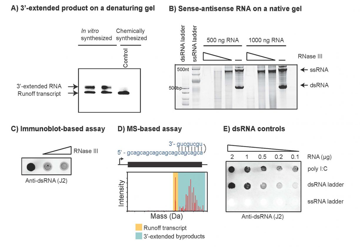 Understanding And Overcoming The Immune Response From Synthetic MRNAs