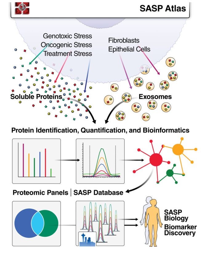 Clues To Healthier Aging In Cellular Senescence