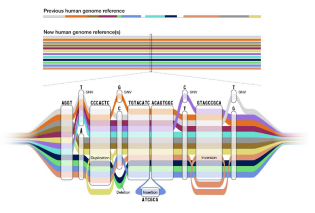 Rough Draft Of Human Pangenome Reference Constructed