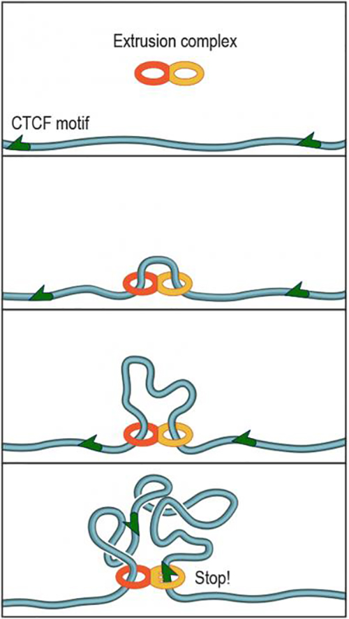 The protein complex that forms DNA loops operates like the plastic slider that is used to adjust the length of backpack straps. The complex lands on DNA and takes up slack to form a loop. Researchers discovered that a specific DNA keyword called a 'motif'—a string of fewer than 20 genetic letters that causes the DNA to bind a protein called CTCF—lies at each end of nearly all loops. [A. Sanborn, S. R