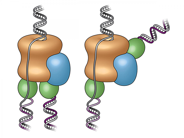 Previously (left), the replisome's two polymerases (green) were assumed to be below the helicase (tan), the enzyme that splits the DNA strands. The new images reveal one polymerase is located at the front of the helicase, causing one strand to loop backward as it is copied (right). [Brookhaven National Laboratory]