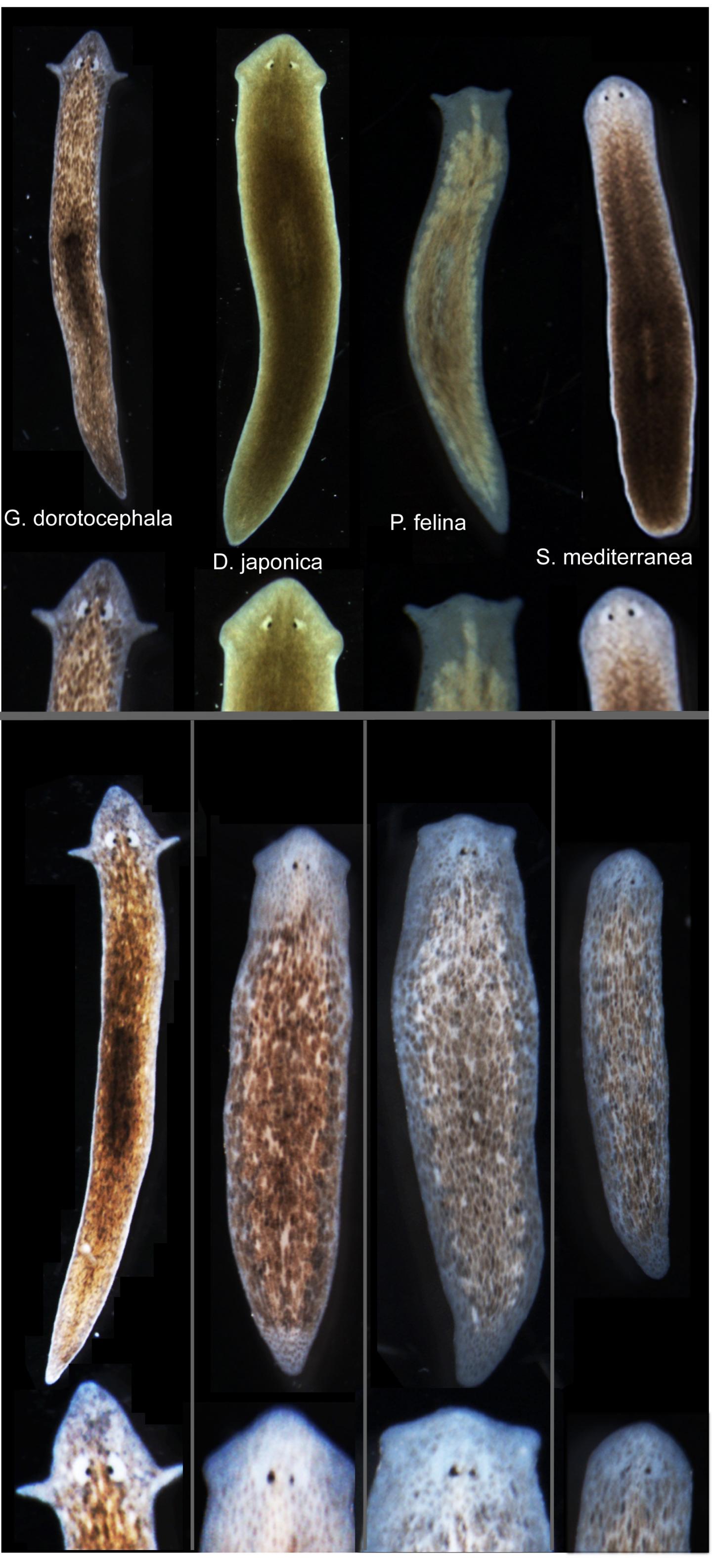 Biologists induced one species of flatworm—<I>G. dorotocephal</I>, top left—to grow heads and brains characteristic of other species of flatworm, top row, without altering genomic sequence. Examples of the outcomes can be seen in the bottom row of the image. [Center for Regenerative and Developmental Biology, School of Arts and Sciences, Tufts University.]” /><br />
<span class=