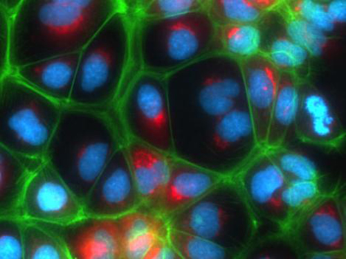 Fluorescently labeled polarized hepatocytes generated using a new process that allows for their continuous culture without losing metabolic function. [Prof. Yaakov Nahmias]