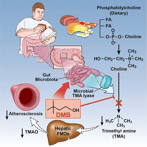 This image depicts how drugging the gut microbiota with a nonlethal inhibitor that blocks production of the metabolite trimethylamine reduces the formation of atherosclerotic lesions and represents the first step toward treatment of cardiometabolic diseases by targeting the microbiome. [Wang et al./Cell 2015]
