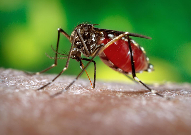 Zika virus is transmitted by a specific mosquito called <i>Aedes aegypti</i>. The mosquito is common in Colombia and other countries where Zika has become prevalent. [James Gathany/Centers for Disease Control and Prevention]” /><br />
<span class=