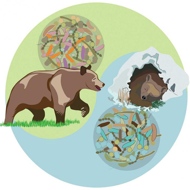 This visual abstract depicts how the microbiota and serum metabolites in brown bears differ seasonally between hibernation and active phases. Colonization of mice with a bear microbiota promoted increased adiposity. These findings suggest that seasonal microbiota variation may contribute to metabolism of the hibernating brown bear. [Sommer et al./Cell Reports 2016]