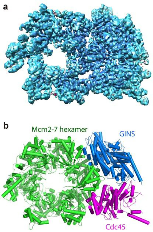 These are two images showing the structure of the helicase protein complex from above. (a) A surface-rendered three-dimensional electron density map as obtained by cryo-EM. (b) A computer-generated 'ribbon diagram' of the atomic model built based on the density map. The helicase has three major components: the Mcm2-7 hexamer ring in green, which encircles the DNA strand; the Cdc45 protein in magenta; and the GINS 4-protein complex in marine blue. Cdc45 and GINS recruit and tether other replisome components to the helicase, including the DNA polymerases that copy each strand of the DNA. [Brookhaven National Laboratory]