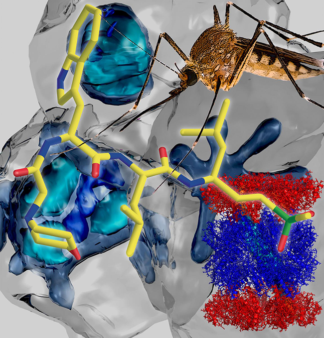 This structure (bottom left) of the malaria parasite's proteasome, obtained using the revolutionary Cryo-Electron Microscopy technique, enabled the design of a specific inhibitor (front) against the mosquito-borne malaria parasite (pictured at back). [University of Melbourne]