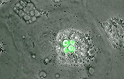 These are bird macrophages infected with the fungal pathogen <i>Cryptococcus neoformans</i> (green). [University of Sheffield]” /><br />
<span class=