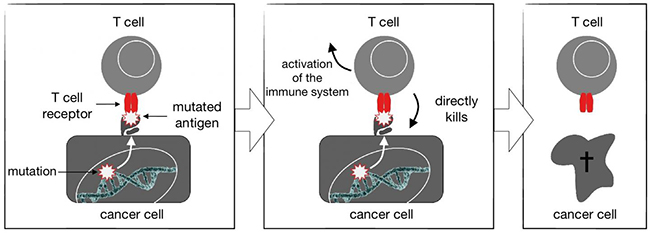 The T cell receptor on T cells might recognize antigens derived from mutated proteins in cancer cells. Once a foreign 