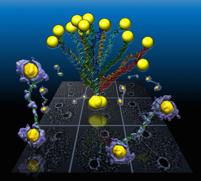 Flexible double-helix DNA segments connected to gold nanoparticles are revealed from the 3-D density maps (purple and yellow) reconstructed from individual samples using a Berkeley Lab-developed technique called individual-particle electron tomography or IPET. Projections of the structures are shown in the background grid.[Berkeley Lab]