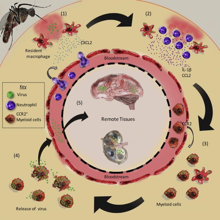The inoculation of viruses into mosquito bite sites is an important and common stage of arbovirus infections. This schematic depicts the findings of McKimmie and colleagues, who show that inflammation at bite sites aids viral replication and dissemination <i>in vivo</i>, resulting in more severe infection. These findings define additional targets for postexposure prophylactic intervention. [Pingen et al./Immunity 2016]” /><br />
<span class=
