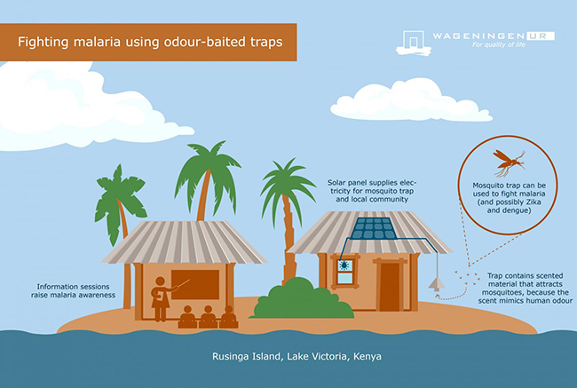 This infographic shows how the odor-baited traps catch malaria mosquitoes and lower the general mosquito density in the area. [Wageningen University]