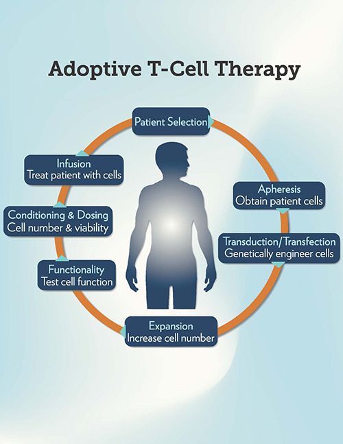 The steps in adoptive T-cell therapy. [Medical University of South Carolina]