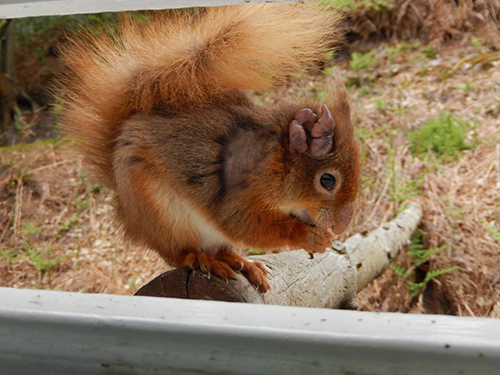 This is a red squirrel with leprosy on its ear. [Dorset Wildlife Trust]