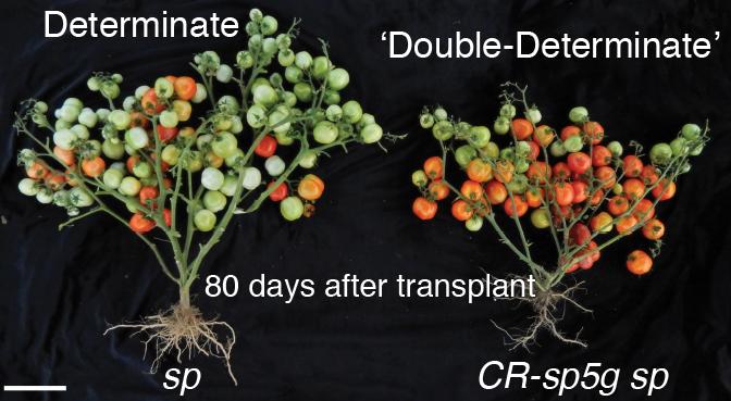 Improving on a much-loved variety of cherry tomato (left), the CSHL team used gene editing to get ripe fruit 2 weeks earlier (right). These images were taken at the same point after planting. [Lippman lab/Cold Spring Harbor Laboratory]