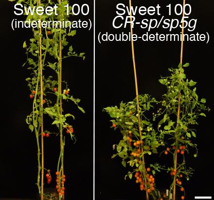 Using gene editing to improve a prized cherry tomato variety (left) yields a bushier plant (right) that can be planted more densely, boosting yield while speeding up ripening by about 2 weeks. These plants were photographed an equal number of days after planting. [Lippman lab/Cold Spring Harbor Laboratory]
