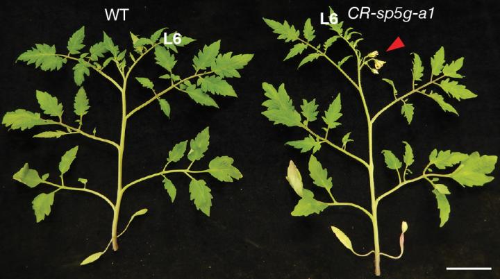 Inhibiting expression of the SP5G gene with CRISPR causes rapid flowering, regardless of day length. The modified plant is on the right, shown the same number of days after planting as the 
