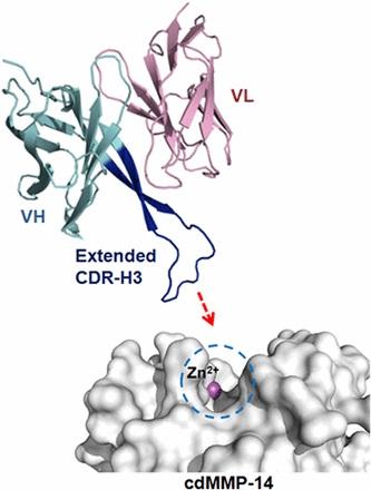 Schematic showing how a human monoclonal antibody containing a loop structure (CDR-H3) inspired by antibodies found naturally in camels can bind to matrix metalloproteinase 14, which has been shown to play a significant role in several types of cancer. [UC Riverside]