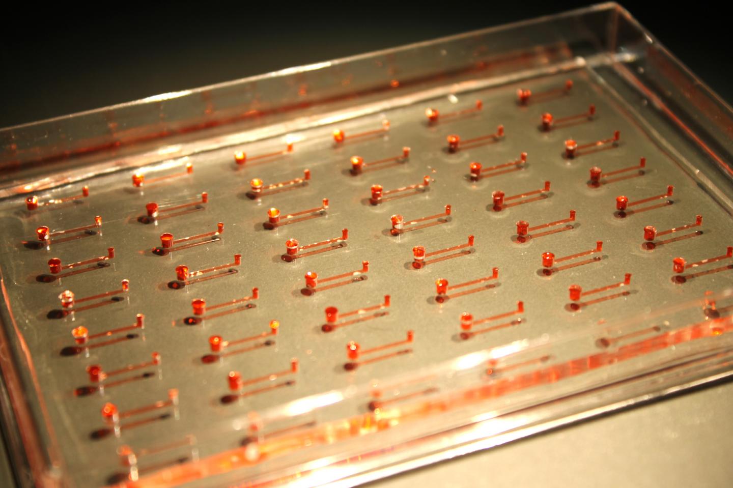 This is a prototype of the new microfluidic device for hPSCs, consisting of narrow channels embedded in silicon rubber. [iCeMS/Kamei]
