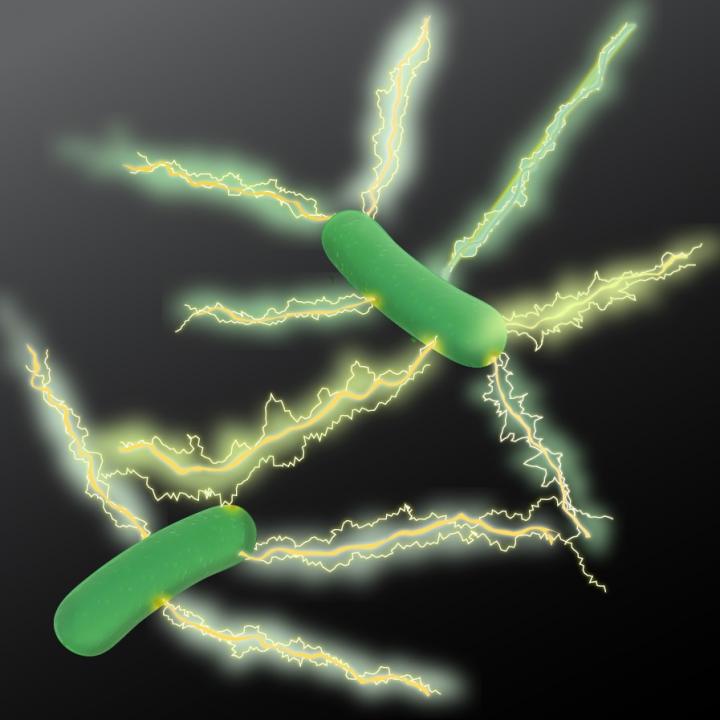 An artist's rendition of <i>Geobacter </i>expressing electrically conductive nanowires. Microbiologists at UMass Amherst have discovered a new type of natural wire produced by bacteria that could greatly accelerate the development of sustainable “green” conducting materials for the electronics industry. [UMass Amherst]” /><br />
<span class=