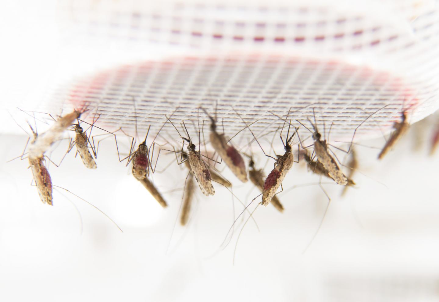Researchers discover why malaria mosquitoes prefer to feed—and feed more—on blood from people infected with malaria. [Anna-Karin Landin/Stockholm University]
