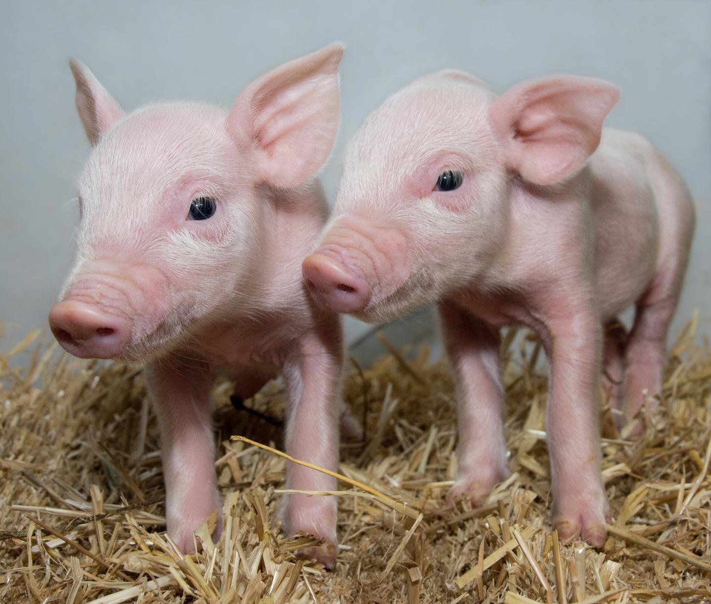 Scientists have produced pigs that may be protected from an infection that costs the swine industry billions each year. The University of Edinburgh team have used advanced genetic techniques to produce pigs that are potentially resistant to porcine reproductive and respiratory syndrome (PRRS). [Laura Dow/The Roslin Institute]