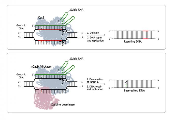 Comparison of the most used CRISPR system (top) vs. the newly developed editing tool (bottom). In some cases, the difference of just one nucleotide can bring serious disease consequences. Scientists hope to cure such diseases by substituting the incorrect nucleotide with the correct one. [IBS]
