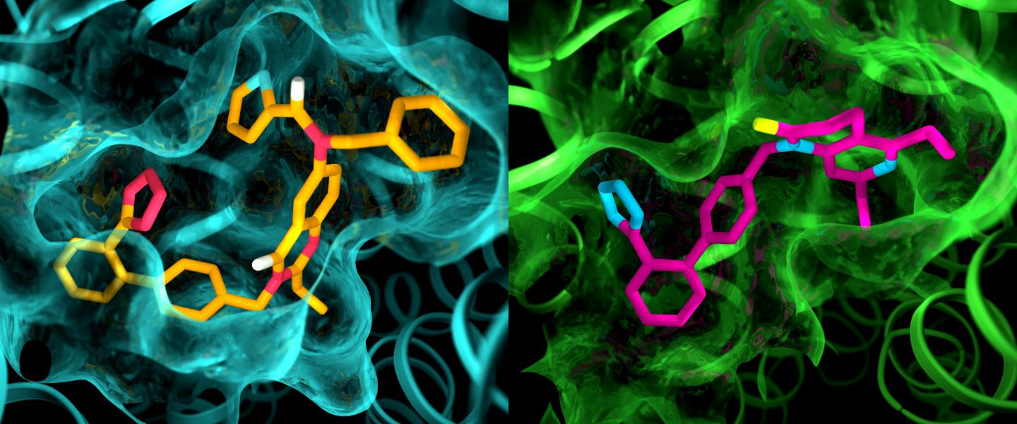 Although the two angiotensin II receptors are thought to be very similar, an X-ray study showed clear differences in the pockets where the receptors bind to drug-like compounds. This illustration shows details in the pocket structures of AT2 (left) and AT1 (right). Additional findings suggest that AT2 makes use of an alternative signaling pathway, one not reliant on intracellular G protein or arrestin. [Greg Stewart/SLAC National Accelerator Laboratory]