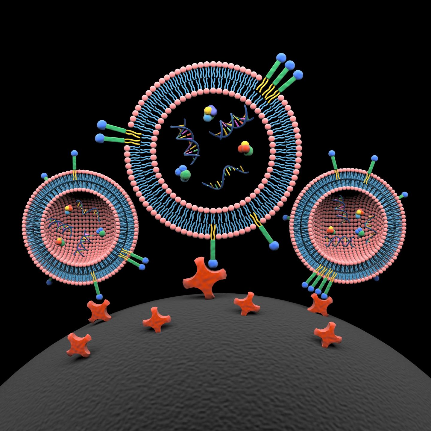 Lipid nanoprobes (blue, green, and yellow) spontaneously insert into lipid bilayer of three extracellular vesicles (EVs). The cargo content of EVs includes proteins, DNA, and RNA. The lipid nanoprobe-labeled EVs are captured onto the surface of a magnetic bead (black, at bottom) through interaction with conjugated avidin molecules (red). Exosome isolation and exosome cargo analysis offer new opportunities for a diverse range of molecular analyses, including mutation detection from blood plasma of cancer patients.[Xin Zou/Penn State]