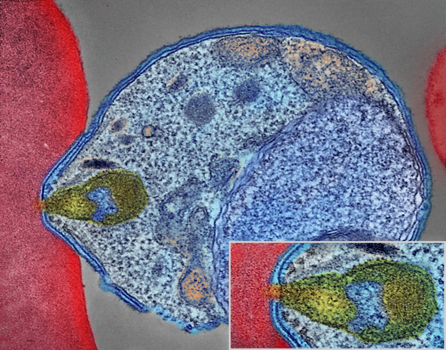 Colorized electron micrograph showing malaria parasite (right, blue) attaching to a human red blood cell. The inset shows a detail of the attachment point at higher magnification. [NIAID]