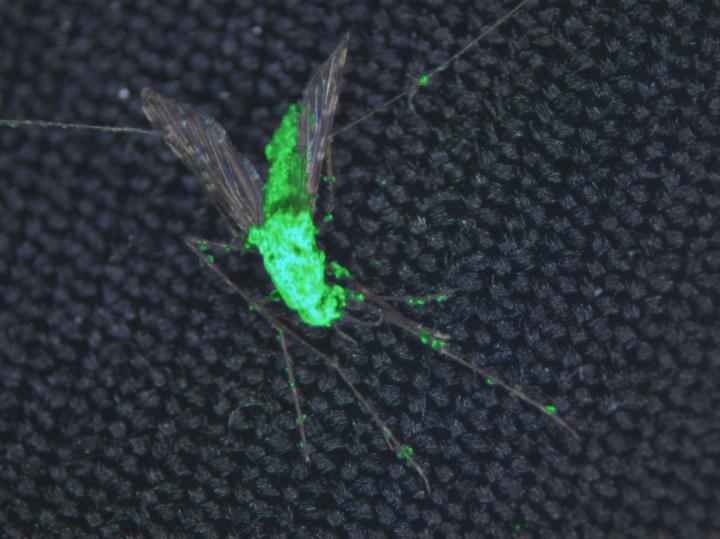 This composite image shows a dead female <i>Anopheles gambiae</i> mosquito and <i>Metarhizium pingshaense</i>, which has been engineered to produce spider and scorpion toxins. The fungus is also engineered to express a green fluorescent protein for easy identification of the toxin-producing fungal structures. [Brian Lovett/University of Maryland]” /><br />
<span class=
