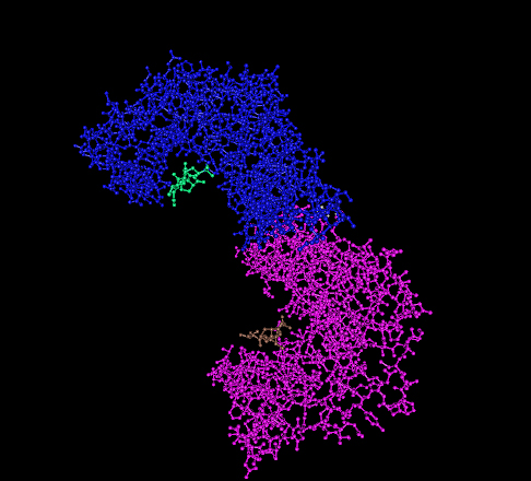 Conserved molecular structure of 14-3-3 protein dimer bound to peptides (green and brown). [JWSchmidt,via Wikimedia Commons]