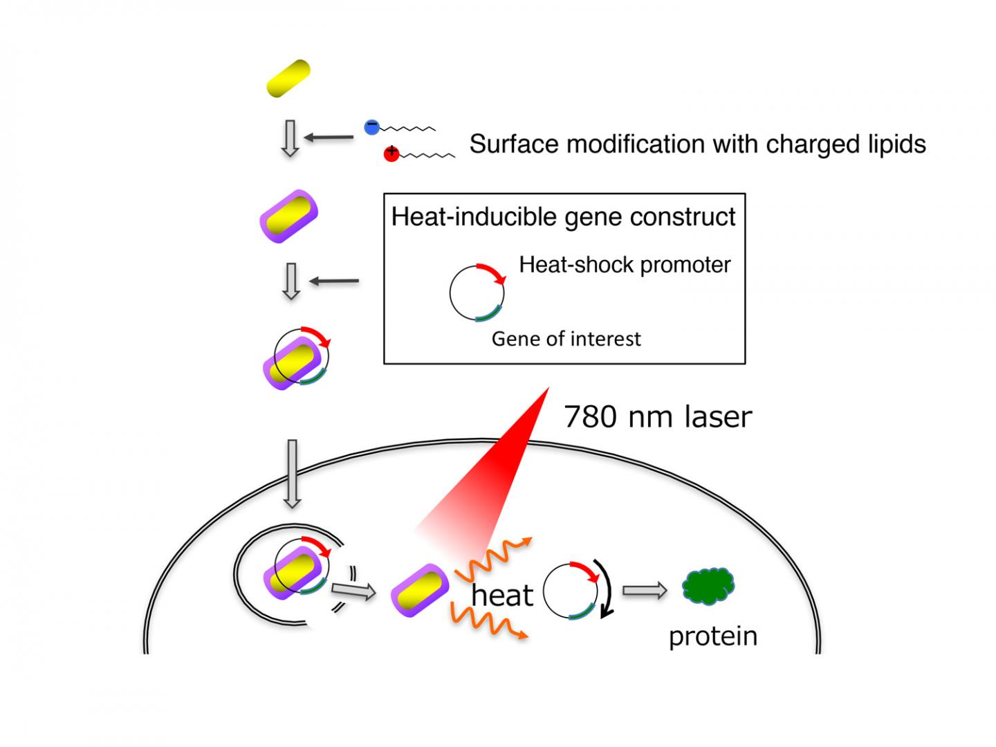 Delivery and activation of genes by gold nanorods. Gold nanorods coated with charged lipids efficiently bind to DNA and penetrate cells. The team designed an artificial gene that is turned on by heat generated by the gold nanorods upon exposure to near infrared light illumination. [Kyoto University iCeMS]