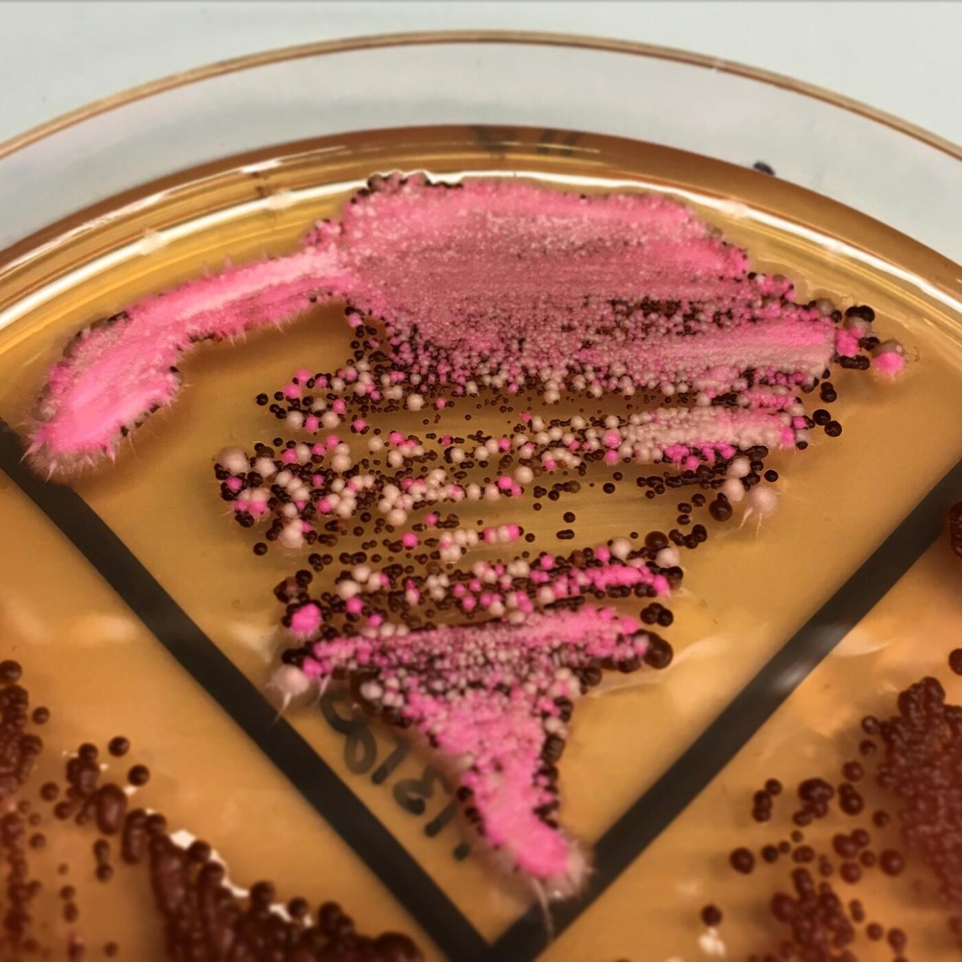 This image shows multicolored diploid <i>Candida albicans</i> fungi growing on an agar plate with red-colored colonies indicating that two copies of a marker gene have been effectively deleted by the gene drive. [Wyss Institute at Harvard University]” /><br />
<span class=