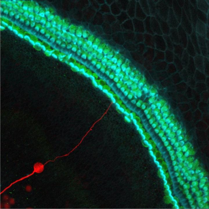 A stem cell–derived neuron grafted onto a mouse cochlea in the inner ear that lacked neurons. The new neuron is marked red, hair cells that convert sounds into neural signals are green, and hair bundles are blue. [Kelvin Y. Kwan/Rutgers University-New Brunswick]