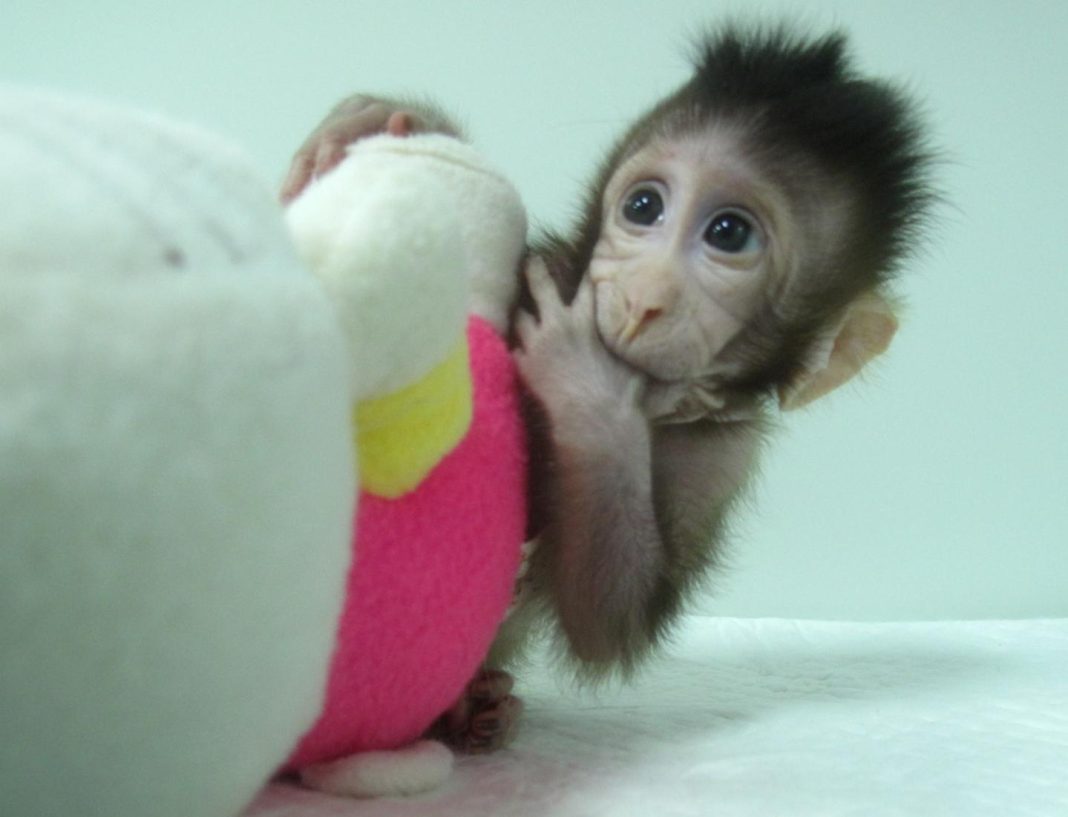 Eight-week-old Zhong Zhong (pictured) and sibling Hua Hua are the first primate clones to be made through somatic cell nuclear transfer (SCNT) by researchers at the Chinese Academy of Sciences Institute of Neuroscience. The technique led to the creation of Dolly the Sheep two decades ago. [Qiang Sun and Mu-ming Poo / Chinese Academy of Sciences]