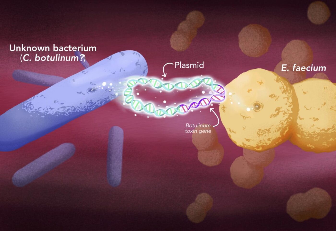 Botulinum toxin was able to jump into a new type of bacteria, <i>Enterococcus</i>, through plasmids, mobile structures that contain DNA independently of the chromosomes and can be swapped from one bacterium to another. [Elena Hartley]” /><br />
<span class=