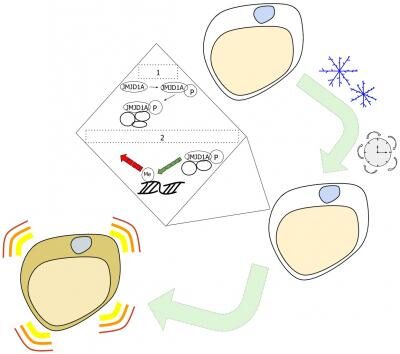 Researchers hope to use this signaling pathway to find treatments for diseases such as diabetes and obesity. Environmental signals can change the epigenetic code of white fat cells in a two-step process. Long-term exposure to cold initiates a change in one protein, JMJD1A. The altered JMJD1A then combines with other protein partners to change the epigenetic code on a gene involved in heat production. White fat cells that have undergone this epigenetic change are called beige fat cells and can contribute to keeping the body warm. [The University of Tokyo]