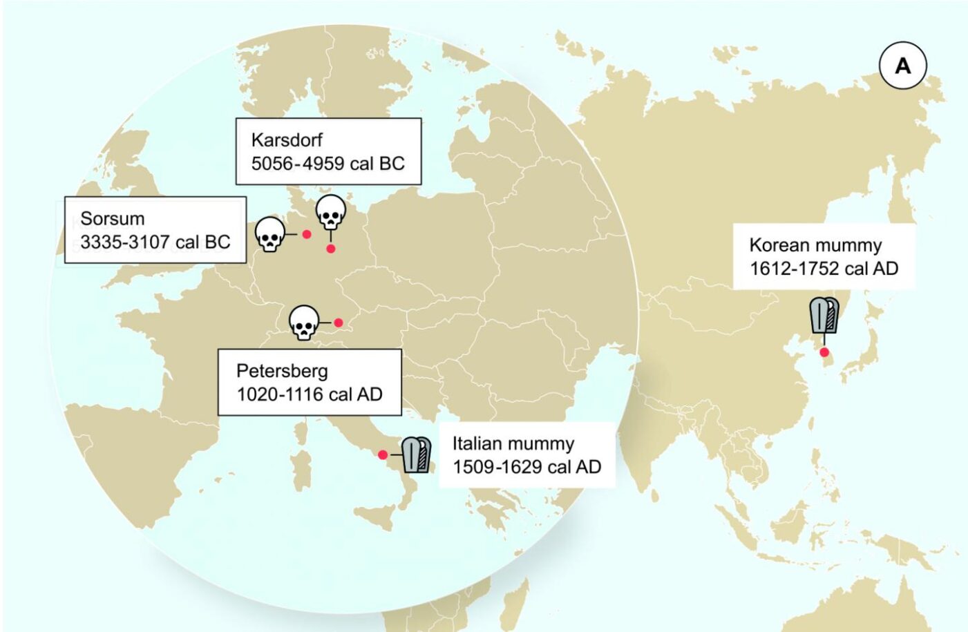 Geographic location of the samples from which ancient HBV genomes were recovered. Icons indicate the sample material (tooth or mummy). HBV genomes obtained in this study are indicated by black frames. [Krause-Kyora et al., eLife 2018]
