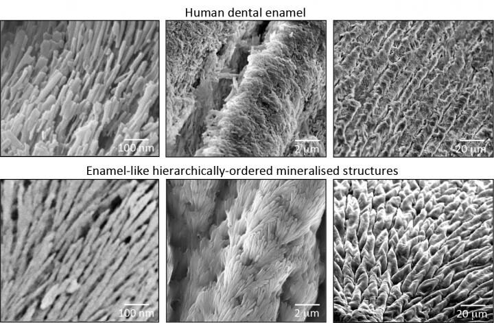 Similarity of structure between the enamel-like material and dental enamel. [Alvaro Mata/Queen Mary University of London]