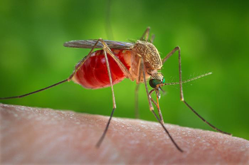 The Case for Greater Focus on Mosquitoes and Other Arthropod Vectors in  Epidemiology