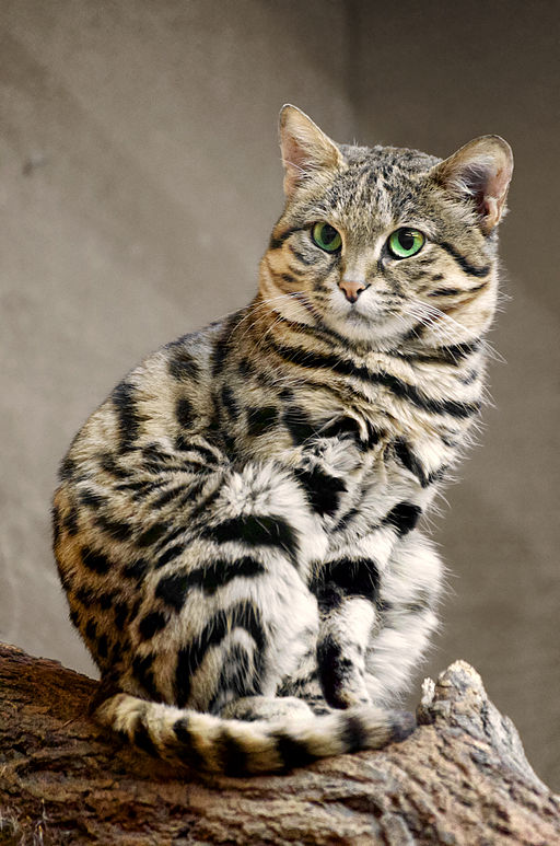 Findings from a new study could help feline preservationists implement breeding strategies in captivity for rare and endangered species such as the African black-footed cat (pictured above). [WikiCommons]