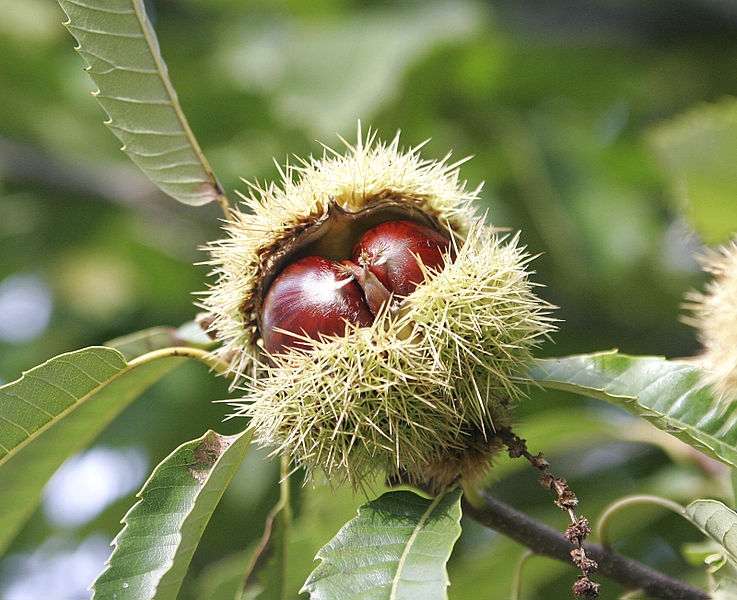 Inspired by traditional folk remedies, scientists create European chestnut extract with ability to shut down MRSA infections, [fir0002 | flagstaffotos.com.au, via Wikimedia Commons]
