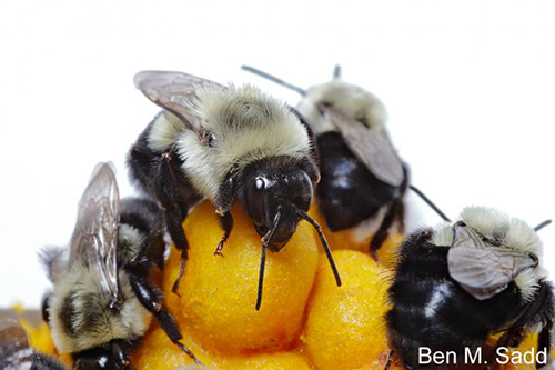 Due to a large collaborative effort, the genomes of two important pollinating bumblebees have been sequenced and compared with those of other bees, laying the foundations for the identification of biological factors essential for their conservation. [Ben M. Sadd]