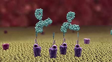 Alphamers (purple) act as homing beacons, attracting pre-existing anti-alpha-Gal antibodies (green) to the bacterial surface. [Altermune Technologies]