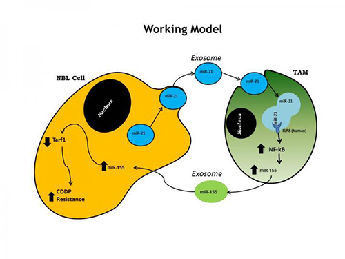 This is model representing the inter-cellular cross-talk within the microenvironment of neuroblastoma. [The Saban Research Institute of Children's Hospital Los Angeles]
