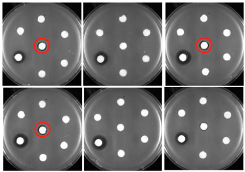 The white filter disks holding antibiotics sit on petri dishes housing erythromycin-resistant Bacillus subtilis. The filter disks circled in red hold new forms of erythromycin created by University at Buffalo researchers, and the dark halo around them indicates that the drug has seeped out of the disk to kill the surrounding bacteria. [Guojian Zhang]
