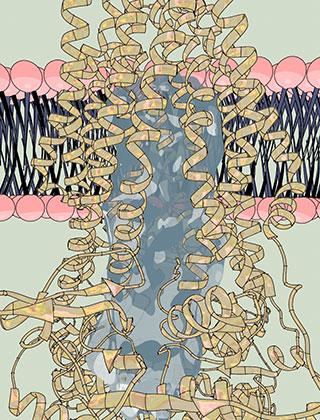 The pump, a single-molecule machine, (yellow coils) carries proteins through the cell membrane (pink and dark blue). Within the pump, the researchers found a strikingly large water-filled channel (light blue), a natural environment for hydrophilic proteins. [Laboratory of Membrane Biology and Biophysics/The Rockefeller University]