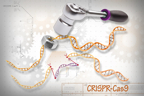 In a new study, scientists describe the molecular details of a new bacterial CRISPR system with dual nuclease activity. [Ernesto del Aguila III, NHGRI]